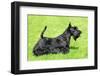 Scottish Terrier-CaptureLight-Framed Photographic Print
