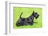 Scottish Terrier-CaptureLight-Framed Photographic Print