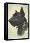 Scottish Terrier-Trolley Dodger-Framed Stretched Canvas