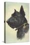 Scottish Terrier-Trolley Dodger-Stretched Canvas