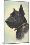 Scottish Terrier-Trolley Dodger-Mounted Giclee Print