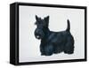 Scottish Terrier-Harro Maass-Framed Stretched Canvas