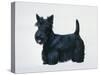 Scottish Terrier-Harro Maass-Stretched Canvas