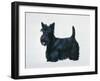 Scottish Terrier-Harro Maass-Framed Giclee Print