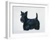Scottish Terrier-Harro Maass-Framed Giclee Print