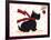 Scottish Terrier-Beverly Johnston-Framed Giclee Print