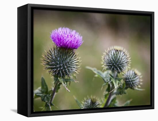 Scottish Thistle Near Dunnottar Castle, Stonehaven, Aberdeenshire, Scotland, United Kingdom, Europe-Mark Sunderland-Framed Stretched Canvas