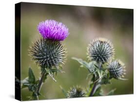 Scottish Thistle Near Dunnottar Castle, Stonehaven, Aberdeenshire, Scotland, United Kingdom, Europe-Mark Sunderland-Stretched Canvas