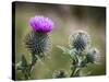 Scottish Thistle Near Dunnottar Castle, Stonehaven, Aberdeenshire, Scotland, United Kingdom, Europe-Mark Sunderland-Stretched Canvas