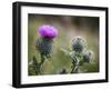 Scottish Thistle Near Dunnottar Castle, Stonehaven, Aberdeenshire, Scotland, United Kingdom, Europe-Mark Sunderland-Framed Photographic Print