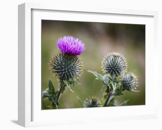 Scottish Thistle Near Dunnottar Castle, Stonehaven, Aberdeenshire, Scotland, United Kingdom, Europe-Mark Sunderland-Framed Photographic Print