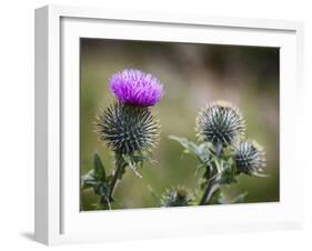 Scottish Thistle Near Dunnottar Castle, Stonehaven, Aberdeenshire, Scotland, United Kingdom, Europe-Mark Sunderland-Framed Photographic Print