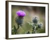 Scottish Thistle Near Dunnottar Castle, Stonehaven, Aberdeenshire, Scotland, United Kingdom, Europe-Mark Sunderland-Framed Photographic Print