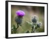 Scottish Thistle Near Dunnottar Castle, Stonehaven, Aberdeenshire, Scotland, United Kingdom, Europe-Mark Sunderland-Framed Photographic Print