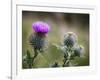 Scottish Thistle Near Dunnottar Castle, Stonehaven, Aberdeenshire, Scotland, United Kingdom, Europe-Mark Sunderland-Framed Photographic Print