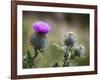 Scottish Thistle Near Dunnottar Castle, Stonehaven, Aberdeenshire, Scotland, United Kingdom, Europe-Mark Sunderland-Framed Photographic Print