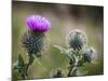 Scottish Thistle Near Dunnottar Castle, Stonehaven, Aberdeenshire, Scotland, United Kingdom, Europe-Mark Sunderland-Mounted Photographic Print