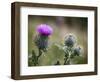 Scottish Thistle Near Dunnottar Castle, Stonehaven, Aberdeenshire, Scotland, United Kingdom, Europe-Mark Sunderland-Framed Photographic Print