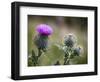 Scottish Thistle Near Dunnottar Castle, Stonehaven, Aberdeenshire, Scotland, United Kingdom, Europe-Mark Sunderland-Framed Photographic Print