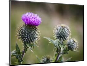 Scottish Thistle Near Dunnottar Castle, Stonehaven, Aberdeenshire, Scotland, United Kingdom, Europe-Mark Sunderland-Mounted Photographic Print