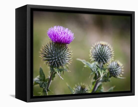 Scottish Thistle Near Dunnottar Castle, Stonehaven, Aberdeenshire, Scotland, United Kingdom, Europe-Mark Sunderland-Framed Stretched Canvas