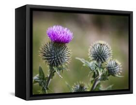 Scottish Thistle Near Dunnottar Castle, Stonehaven, Aberdeenshire, Scotland, United Kingdom, Europe-Mark Sunderland-Framed Stretched Canvas