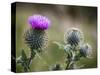 Scottish Thistle Near Dunnottar Castle, Stonehaven, Aberdeenshire, Scotland, United Kingdom, Europe-Mark Sunderland-Stretched Canvas