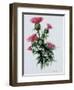 Scottish Thistle-Nell Hill-Framed Giclee Print