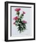 Scottish Thistle-Nell Hill-Framed Giclee Print