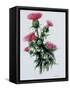 Scottish Thistle-Nell Hill-Framed Stretched Canvas