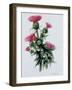 Scottish Thistle-Nell Hill-Framed Giclee Print