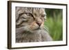 Scottish Wildcat (Felis Sylvestris), Captive, UK, June-Ann & Steve Toon-Framed Photographic Print