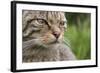 Scottish Wildcat (Felis Sylvestris), Captive, UK, June-Ann & Steve Toon-Framed Photographic Print