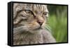 Scottish Wildcat (Felis Sylvestris), Captive, UK, June-Ann & Steve Toon-Framed Stretched Canvas