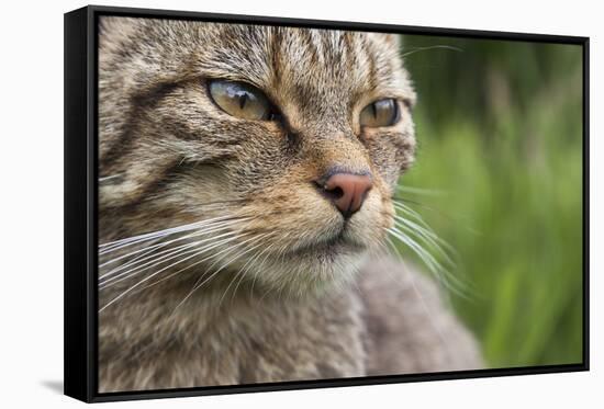 Scottish Wildcat (Felis Sylvestris), Captive, UK, June-Ann & Steve Toon-Framed Stretched Canvas