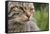 Scottish Wildcat (Felis Sylvestris), Captive, UK, June-Ann & Steve Toon-Framed Stretched Canvas