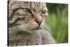 Scottish Wildcat (Felis Sylvestris), Captive, UK, June-Ann & Steve Toon-Stretched Canvas