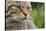 Scottish Wildcat (Felis Sylvestris), Captive, UK, June-Ann & Steve Toon-Stretched Canvas