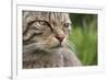 Scottish Wildcat (Felis Sylvestris), Captive, UK, June-Ann & Steve Toon-Framed Photographic Print