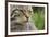 Scottish Wildcat (Felis Sylvestris), Captive, UK, June-Ann & Steve Toon-Framed Photographic Print