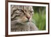 Scottish Wildcat (Felis Sylvestris), Captive, UK, June-Ann & Steve Toon-Framed Photographic Print