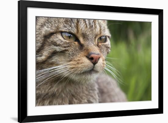 Scottish Wildcat (Felis Sylvestris), Captive, UK, June-Ann & Steve Toon-Framed Photographic Print