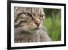 Scottish Wildcat (Felis Sylvestris), Captive, UK, June-Ann & Steve Toon-Framed Photographic Print