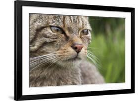 Scottish Wildcat (Felis Sylvestris), Captive, UK, June-Ann & Steve Toon-Framed Photographic Print