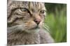 Scottish Wildcat (Felis Sylvestris), Captive, UK, June-Ann & Steve Toon-Mounted Photographic Print