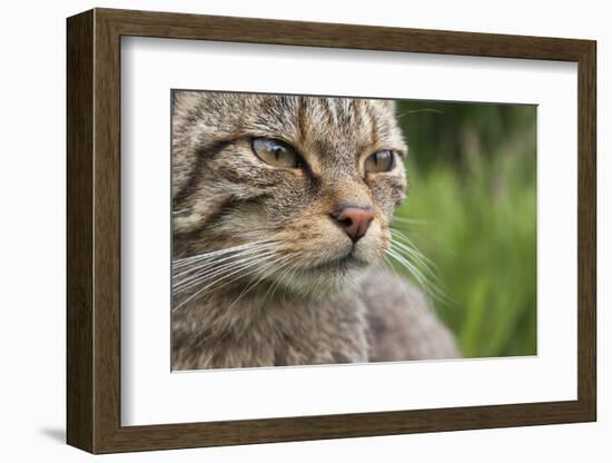 Scottish Wildcat (Felis Sylvestris), Captive, UK, June-Ann & Steve Toon-Framed Photographic Print