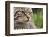 Scottish Wildcat (Felis Sylvestris), Captive, UK, June-Ann & Steve Toon-Framed Photographic Print