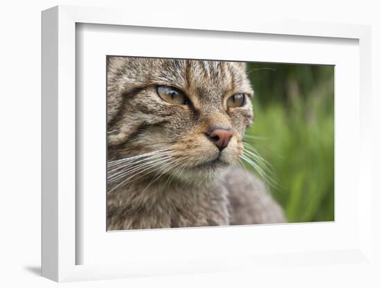 Scottish Wildcat (Felis Sylvestris), Captive, UK, June-Ann & Steve Toon-Framed Photographic Print