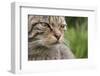 Scottish Wildcat (Felis Sylvestris), Captive, UK, June-Ann & Steve Toon-Framed Photographic Print