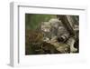 Scottish Wildcat (Wildcat) (Felis Silvestris), Devon, England, United Kingdom-Janette Hill-Framed Photographic Print